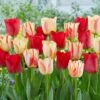 12/+ Cm, Spryng Break Blend Triumph Tulip Bulbs (Bag Of 50)
