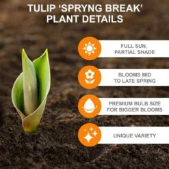 12/+ Cm, Spryng Break Blend Triumph Tulip Bulbs (Bag Of 50) 11 12/+ Cm, Spryng Break Blend Triumph Tulip Bulbs (Bag Of 50) -Garden State Bulb garden state bulb flower bulbs ecf 137 50 02 c3 1000