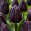 12/+ Cm Hybrid Black Nightmare Single Late Tulip Bulbs (Bag Of 5) -Garden State Bulb garden state bulb flower bulbs ecf 138 05 01 64 1000
