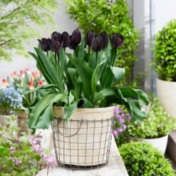 12/+ Cm Hybrid Black Nightmare Single Late Tulip Bulbs (Bag Of 10) -Garden State Bulb garden state bulb flower bulbs ecf 138 10 02 31 1000