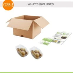 12/+ Cm Hybrid Black Nightmare Single Late Tulip Bulbs (Bag Of 10) -Garden State Bulb garden state bulb flower bulbs ecf 138 10 02 76 1000