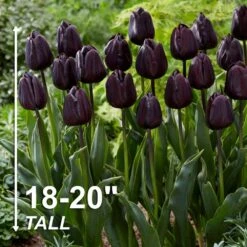 12/+ Cm Hybrid Black Nightmare Single Late Tulip Bulbs (Bag Of 20) 12 12/+ Cm Hybrid Black Nightmare Single Late Tulip Bulbs (Bag Of 20) -Garden State Bulb garden state bulb flower bulbs ecf 138 20 04 4f 1000