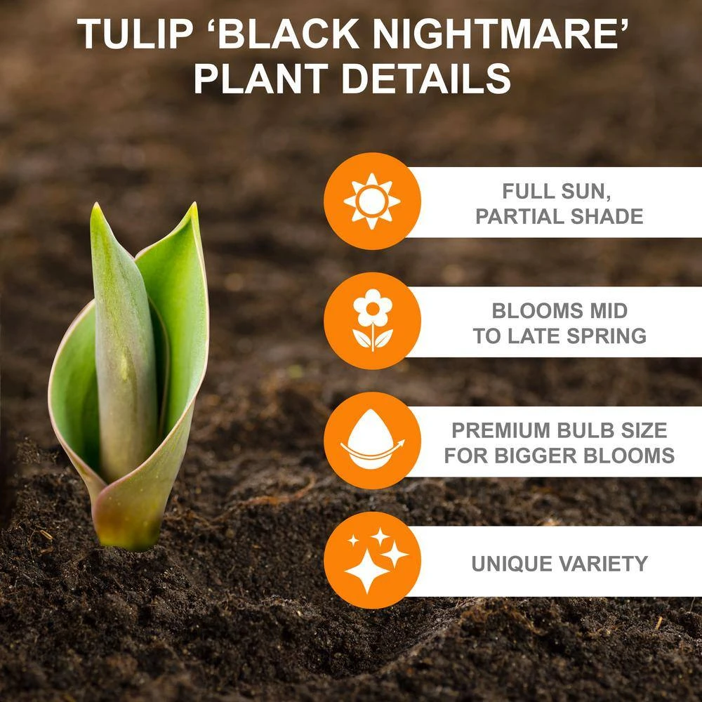 12/+ Cm Hybrid Black Nightmare Single Late Tulip Bulbs (Bag Of 20) 4 12/+ Cm Hybrid Black Nightmare Single Late Tulip Bulbs (Bag Of 20) - Image 2