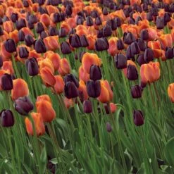 12/ Cm, Maroon And Orange Mix Triumph Tulip Flower Bulbs (Bag Of 25) 17 12/ Cm, Maroon And Orange Mix Triumph Tulip Flower Bulbs (Bag Of 25) -Garden State Bulb garden state bulb flower bulbs ecf 139 25 01 31 1000