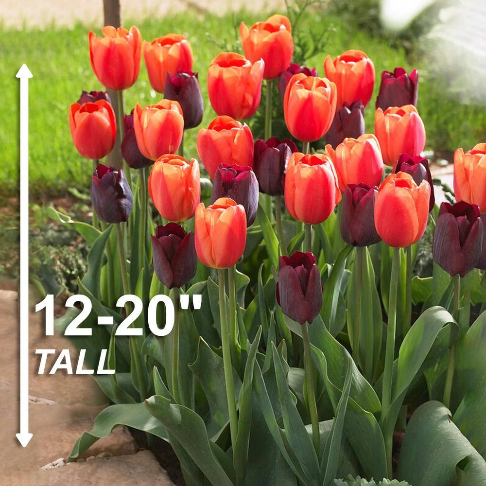 12/ Cm, Maroon And Orange Mix Triumph Tulip Flower Bulbs (Bag Of 25) 5 12/ Cm, Maroon And Orange Mix Triumph Tulip Flower Bulbs (Bag Of 25) - Image 3