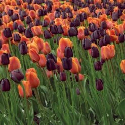 12/+ Cm Maroon And Orange Mix Triumph Tulip Flower Bulbs (Bag Of 250) -Garden State Bulb garden state bulb flower bulbs ecf 139 250 10 31 1000