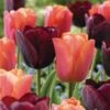12/+ Cm Maroon And Orange Mix Triumph Tulip Flower Bulbs (Bag Of 250) -Garden State Bulb garden state bulb flower bulbs ecf 139 250 10 64 1000
