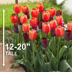 12/+ Cm Maroon And Orange Mix Triumph Tulip Flower Bulbs (Bag Of 50) -Garden State Bulb garden state bulb flower bulbs ecf 139 50 02 4f 1000