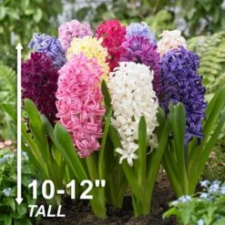 15/16 Cm Hyacinth Bulbs Giant Mixed (Bag Of 100) 14 15/16 Cm Hyacinth Bulbs Giant Mixed (Bag Of 100) -Garden State Bulb garden state bulb flower bulbs ecf 14 100 44 1000