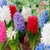 15/16 Cm Hyacinth Bulbs Giant Mixed (Bag Of 100) -Garden State Bulb garden state bulb flower bulbs ecf 14 100 64 1000