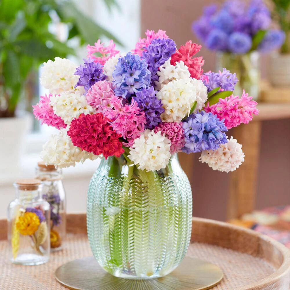 15/16 Cm Hyacinth Bulbs Giant Mixed (Bag Of 25) 10 15/16 Cm Hyacinth Bulbs Giant Mixed (Bag Of 25) - Image 8