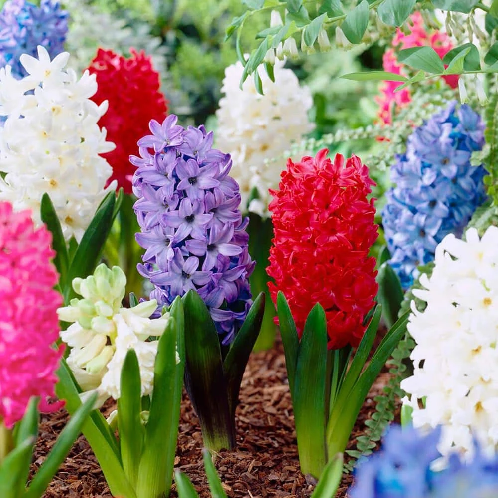 15/16 Cm Hyacinth Bulbs Giant Mixed (Bag Of 25) 3 15/16 Cm Hyacinth Bulbs Giant Mixed (Bag Of 25)