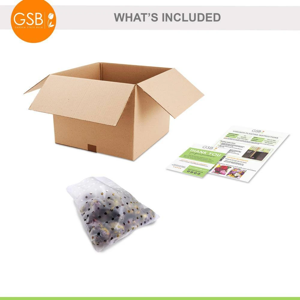 15/16 Cm Hyacinth Bulbs Giant Mixed (Bag Of 25) 4 15/16 Cm Hyacinth Bulbs Giant Mixed (Bag Of 25) - Image 2