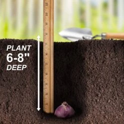 15/16 Cm Hyacinth Bulbs Giant Mixed (Bag Of 25) 15 15/16 Cm Hyacinth Bulbs Giant Mixed (Bag Of 25) -Garden State Bulb garden state bulb flower bulbs ecf 14 25 fa 1000