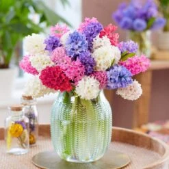 15/16 Cm Hyacinth Bulbs Giant Mixed (Bag Of 50) -Garden State Bulb garden state bulb flower bulbs ecf 14 50 31 1000