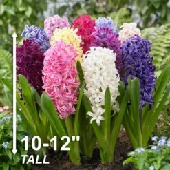 15/16 Cm Hyacinth Bulbs Giant Mixed (Bag Of 50) -Garden State Bulb garden state bulb flower bulbs ecf 14 50 44 1000
