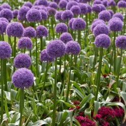 20/22 Cm Purple Globemaster Giant Allium Flower Bulbs (Bag Of 10) -Garden State Bulb garden state bulb flower bulbs ecf 140 10 01 31 1000
