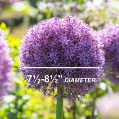 20/22 Cm Purple Globemaster Giant Allium Flower Bulbs (Bag Of 10) -Garden State Bulb garden state bulb flower bulbs ecf 140 10 01 4f 1000