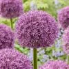 20/22 Cm Purple Globemaster Giant Allium Flower Bulbs (Bag Of 10) -Garden State Bulb garden state bulb flower bulbs ecf 140 10 01 64 1000
