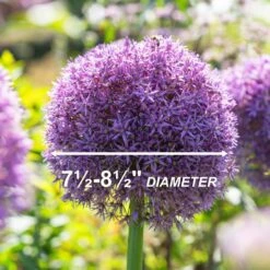 20/22 Cm Purple Globemaster Giant Allium Flower Bulbs (Bag Of 20) -Garden State Bulb garden state bulb flower bulbs ecf 140 20 02 4f 1000