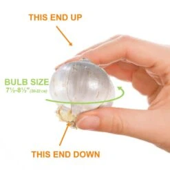 20/22 Cm Purple Globemaster Giant Allium Flower Bulbs (Bag Of 30) -Garden State Bulb garden state bulb flower bulbs ecf 140 30 03 1f 1000