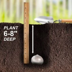 20/22 Cm Purple Globemaster Giant Allium Flower Bulbs (Bag Of 30) -Garden State Bulb garden state bulb flower bulbs ecf 140 30 03 44 1000