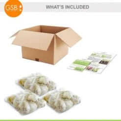 20/22 Cm Purple Globemaster Giant Allium Flower Bulbs (Bag Of 30) -Garden State Bulb garden state bulb flower bulbs ecf 140 30 03 66 1000