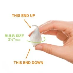 6/+ Cm, Drumsticks Allium Flower Bulbs (Bag Of 25) -Garden State Bulb garden state bulb flower bulbs ecf 141 25 01 1f 1000