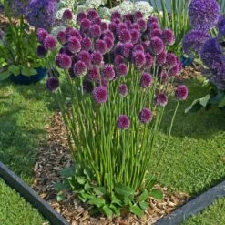 6/+ Cm, Drumsticks Allium Flower Bulbs (Bag Of 25) -Garden State Bulb garden state bulb flower bulbs ecf 141 25 01 31 1000