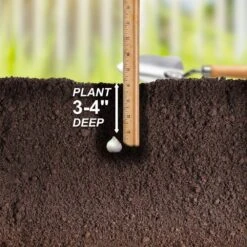 6/+ Cm, Drumsticks Allium Flower Bulbs (Bag Of 25) -Garden State Bulb garden state bulb flower bulbs ecf 141 25 01 44 1000