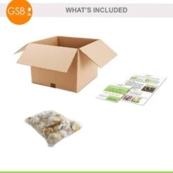 6/+ Cm, Drumsticks Allium Flower Bulbs (Bag Of 25) -Garden State Bulb garden state bulb flower bulbs ecf 141 25 01 76 1000