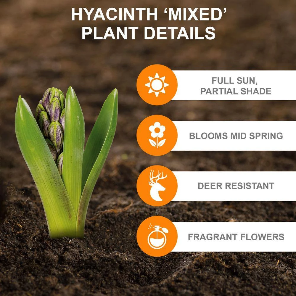 14/15 Cm Hyacinth Bulbs Pink Collection Mixed (Bag Of 100) 6 14/15 Cm Hyacinth Bulbs Pink Collection Mixed (Bag Of 100) - Image 4