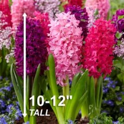 14/15 Cm Hyacinth Bulbs Pink Collection Mixed (Bag Of 100) 14 14/15 Cm Hyacinth Bulbs Pink Collection Mixed (Bag Of 100) -Garden State Bulb garden state bulb flower bulbs ecf 15 100 44 1000