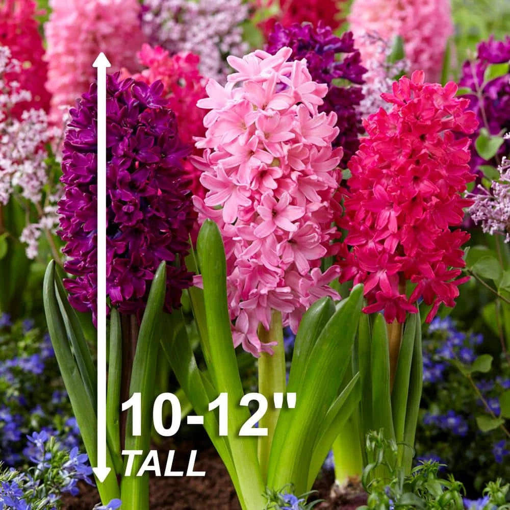 14/15 Cm Hyacinth Bulbs Pink Collection Mixed (Bag Of 100) 7 14/15 Cm Hyacinth Bulbs Pink Collection Mixed (Bag Of 100) - Image 5