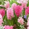 14/15 Cm Hyacinth Bulbs Pink Collection Mixed (Bag Of 100) 1 14/15 Cm Hyacinth Bulbs Pink Collection Mixed (Bag Of 100) -Garden State Bulb garden state bulb flower bulbs ecf 15 100 64 1000
