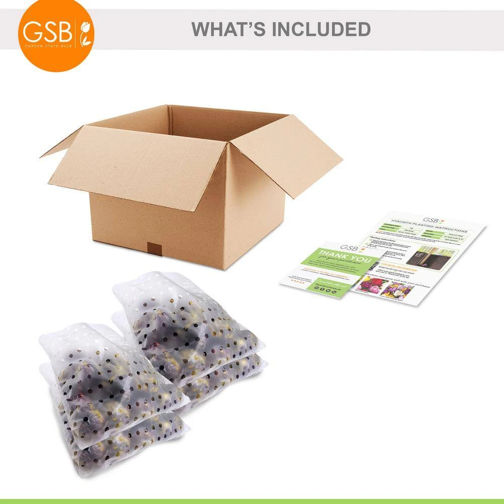 14/15 Cm Hyacinth Bulbs Pink Collection Mixed (Bag Of 100) 4 14/15 Cm Hyacinth Bulbs Pink Collection Mixed (Bag Of 100) - Image 2