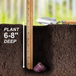 14/15 Cm Hyacinth Bulbs Pink Collection Mixed (Bag Of 100) 15 14/15 Cm Hyacinth Bulbs Pink Collection Mixed (Bag Of 100) -Garden State Bulb garden state bulb flower bulbs ecf 15 100 fa 1000