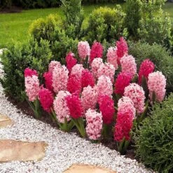 14/15 Cm Hyacinth Bulbs Pink Collection Mixed (Bag Of 50) 17 14/15 Cm Hyacinth Bulbs Pink Collection Mixed (Bag Of 50) -Garden State Bulb garden state bulb flower bulbs ecf 15 50 31 1000