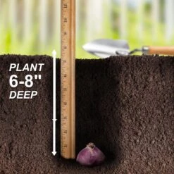 15 Cm/16 Cm, Blue Jacket Hyacinth Flower Bulbs (Bag Of 100) -Garden State Bulb garden state bulb flower bulbs ecf 151 100 04 44 1000