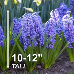 15 Cm/16 Cm, Blue Jacket Hyacinth Flower Bulbs (Bag Of 100) -Garden State Bulb garden state bulb flower bulbs ecf 151 100 04 4f 1000
