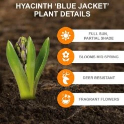 15 Cm/16 Cm, Blue Jacket Hyacinth Flower Bulbs (Bag Of 100) -Garden State Bulb garden state bulb flower bulbs ecf 151 100 04 c3 1000