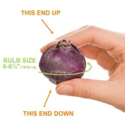 15/16 Cm, Blue Jacket Hyacinth Flower Bulbs (Bag Of 25) -Garden State Bulb garden state bulb flower bulbs ecf 151 25 01 1f 1000