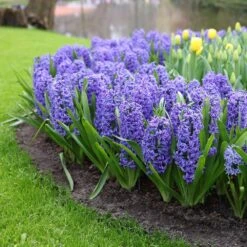 15/16 Cm, Blue Jacket Hyacinth Flower Bulbs (Bag Of 25) -Garden State Bulb garden state bulb flower bulbs ecf 151 25 01 31 1000