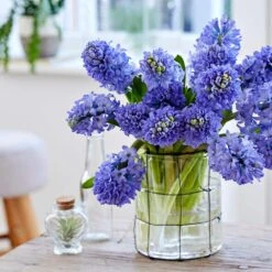 15/16cm, Delft Blue Mixed Hyacinth Flower Bulbs (Bag Of 100) 17 15/16cm, Delft Blue Mixed Hyacinth Flower Bulbs (Bag Of 100) -Garden State Bulb garden state bulb flower bulbs ecf 152 100 04 31 1000