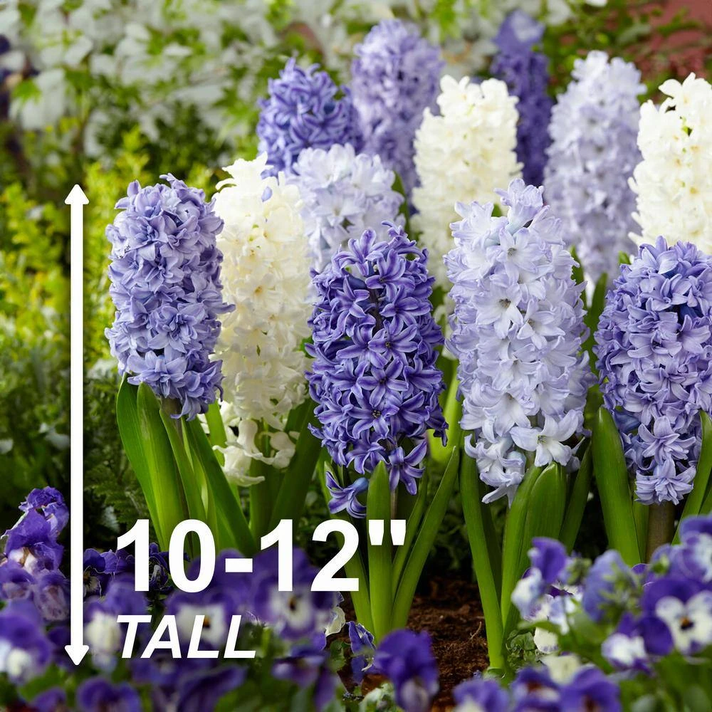15/16cm, Delft Blue Mixed Hyacinth Flower Bulbs (Bag Of 100) 5 15/16cm, Delft Blue Mixed Hyacinth Flower Bulbs (Bag Of 100) - Image 3