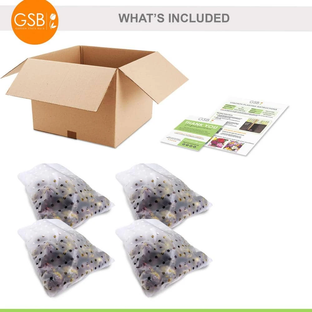 15/16cm, Delft Blue Mixed Hyacinth Flower Bulbs (Bag Of 100) 9 15/16cm, Delft Blue Mixed Hyacinth Flower Bulbs (Bag Of 100) - Image 7