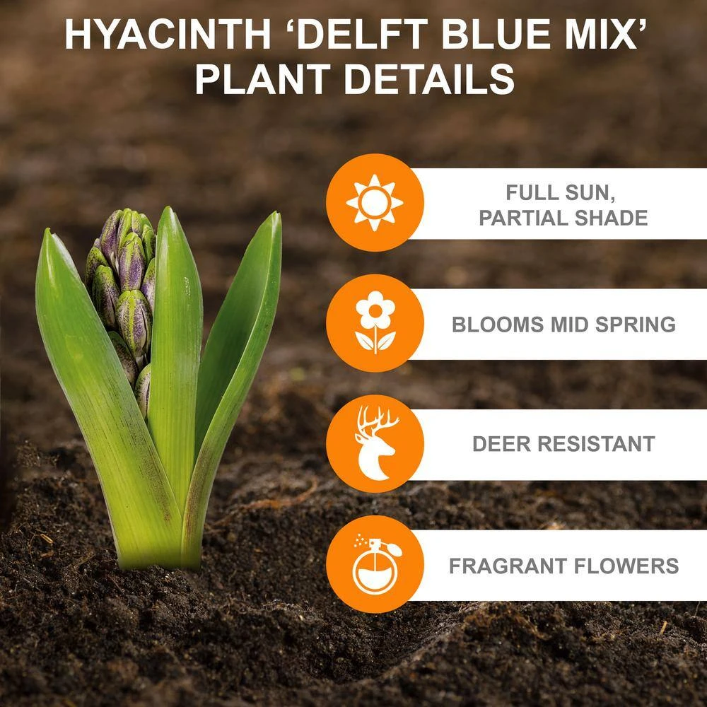 15/16cm, Delft Blue Mixed Hyacinth Flower Bulbs (Bag Of 100) 4 15/16cm, Delft Blue Mixed Hyacinth Flower Bulbs (Bag Of 100) - Image 2