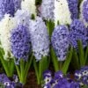 15/16cm, Delft Blue Mixed Hyacinth Flower Bulbs (Bag Of 25)