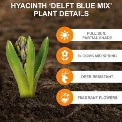 15/16cm, Delft Blue Mixed Hyacinth Flower Bulbs (Bag Of 25) -Garden State Bulb garden state bulb flower bulbs ecf 152 25 01 c3 1000
