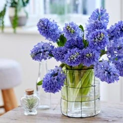 15/16cm, Delft Blue Mixed Hyacinth Flower Bulbs (Bag Of 50) -Garden State Bulb garden state bulb flower bulbs ecf 152 50 02 31 1000
